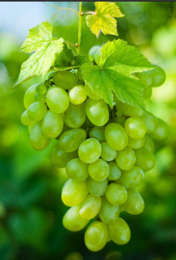 Fresh Grapes for bulk wholesale supply