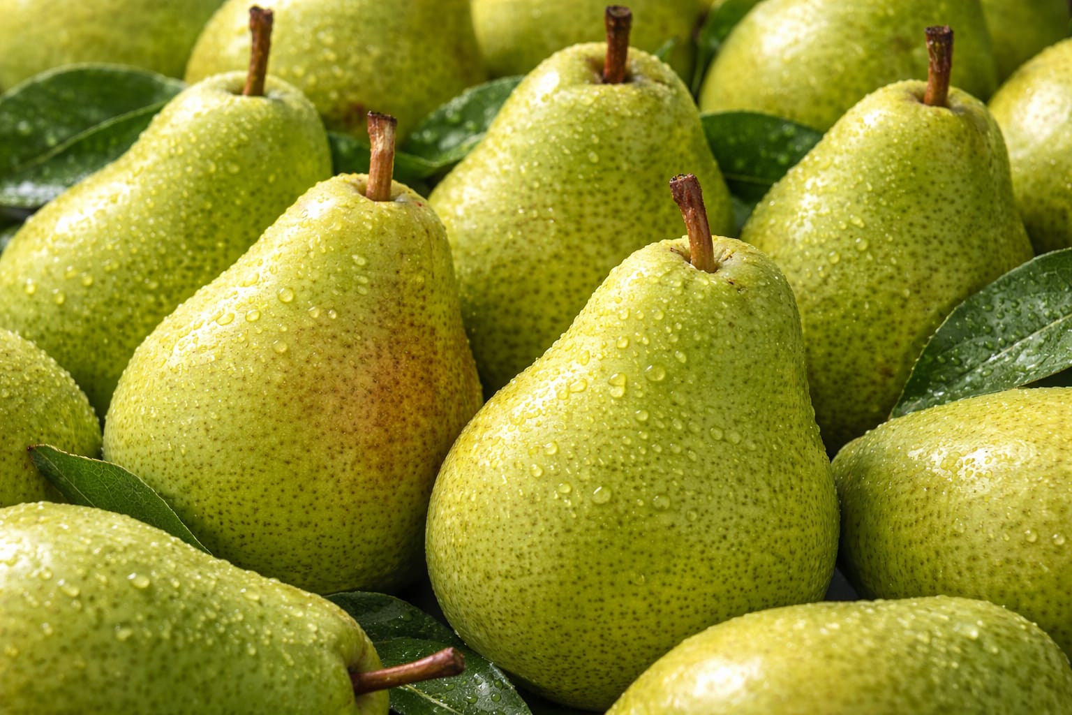 Fresh Pear for wholesale